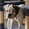 Pimski 🏍 🐱 🐶 🎮 profil fotoğrafı