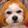 Profilbild von vanessão