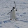 Фото профиля Penguinsrockrgr8