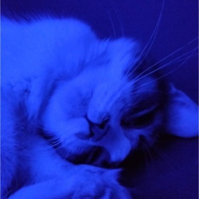 yMiau's profile picture