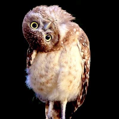BoofeDoor's profile picture