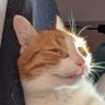 Фото профиля Dead Cat