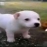 powder's profile picture