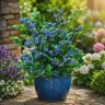 Blueberry_Bush 的头像