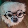 TashiChihuahua 的头像