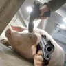 viciado em ópio da silva profil fotoğrafı