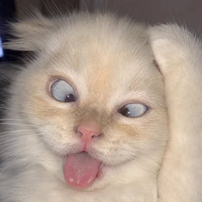 ฉันชื่อ ปลาวาฬ's profile picture