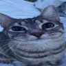 Profilbild von Sprite