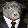 KingLynch's profile picture