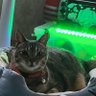 ムルル's profile picture