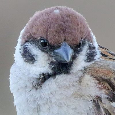 たーこいず☘️(•'ө'•)໒꒱'s profile picture
