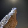 الجير's profile picture