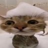 Allz's profile picture