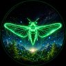 cicada 的头像