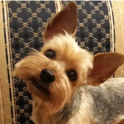 Bodljikava's profile picture