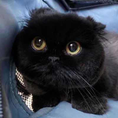 0xnobi's profile picture
