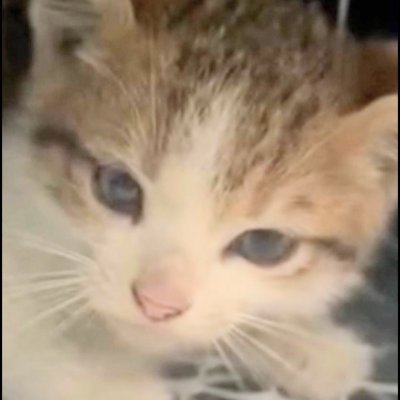 言論の自由を守る会's profile picture