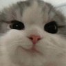 Profilbild von bao ʚĭɞ