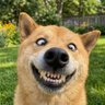 Profilbild von PuppyDailyVibes
