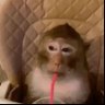 MONKEY's profile picture