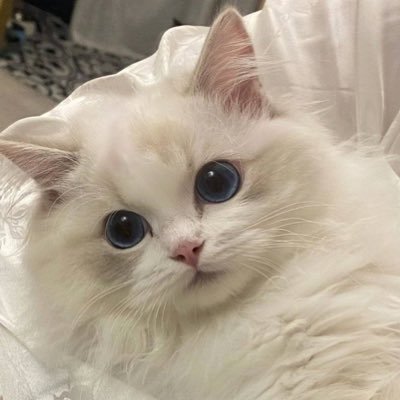 𝒀𝒖𝒏𝒊🪄︎︎'s profile picture