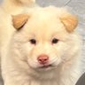 Profilbild von ฮันเซาล์