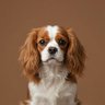 cavigirl's profile picture