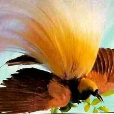 Kristian Kris's profile picture