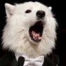 UnSamoyedo 的头像