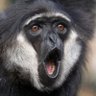 Фото профиля Gibbonus
