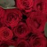 فاطمة🌹 的头像
