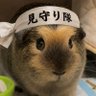 Profilbild von うっかりちゃん⸜( •△• )⸝