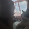 Ionela profil fotoğrafı