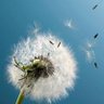 N.Dandelion profil fotoğrafı
