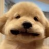 feiyii's profile picture