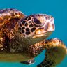 Фото профиля Turtle