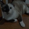 Фото профиля gateira com muito orgulho 😺