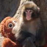 Middlemonkey's profile picture