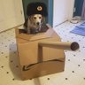 Tank Dog 的头像
