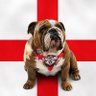 Cov Wolves Casual's profile picture