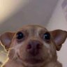 Lil Ace's profile picture