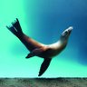 Profilbild von SeaLion Groyper