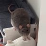 Profilbild von Revolutionary_Guard_Cat