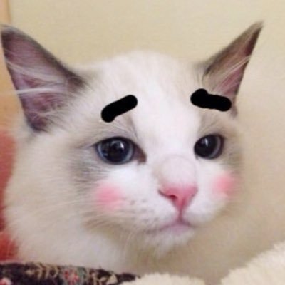 CatteryBurst's profile picture