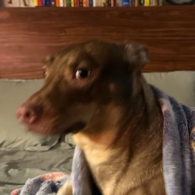 arthuralmeida's profile picture