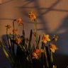 Фото профиля ☀️Oddlydaffodilic ☀️