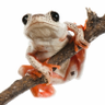 Lenseo's profile picture
