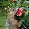 Фото профиля WoodChuck