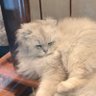 Profilbild von 小炒黄牛肉