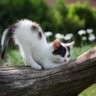 Felinque's profile picture